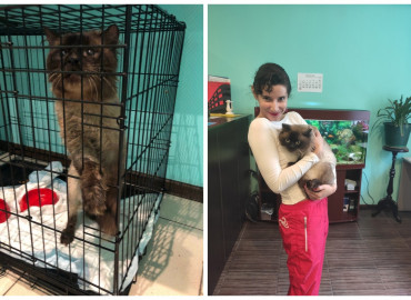 История бесхвостого кота Фарта, которого спасли московские волонтеры и нашли ему дом с другом-алабаем